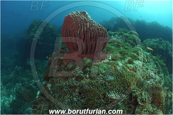 Pura, Alor, Indonesia, Xestospongia testudinaria, Xestospongia, Petrosiidae, Red Barrel Sponge, Sponge, Porifera, Reef