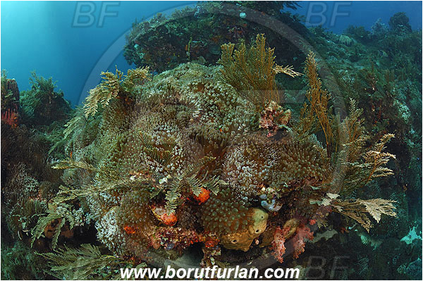Pura, Alor, Indonesia, Entacmaea quadricolor, Bulb-tentacle Sea Anemone, Anemone, Anthozoa, Cnidaria, Cnidarian, Reef
