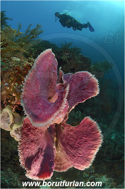 Pura, Alor, Indonesia, Callyspongia sp., Callyspongia, Callyspongiidae, Porifera, Vase Sponge, Sponge, Reef, Diver