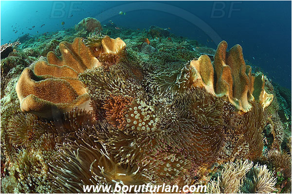 Pura, Alor, Indonesia, Sarcophyton sp., Sarcophyton, Leather coral, Coral, Entacmaea quadricolor, Bulb-tentacle Sea Anemone, Anemone, Anthozoa, Cnidaria, Cnidarian, Reef