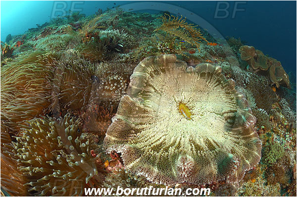 Pura, Alor, Indonesia, Entacmaea quadricolor, Bulb-tentacle Sea Anemone, Cryptodendrum adhaesivum, Adhesive Sea Anemone, Anemone, Anthozoa, Cnidaria, Cnidarian, Reef