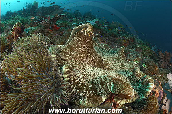 Pura, Alor, Indonesia, Heteractis crispa, Leathery Sea Anemone, Cryptodendrum adhaesivum, Adhesive Sea Anemone, Anemone, Anthozoa, Cnidaria, Cnidarian, Reef