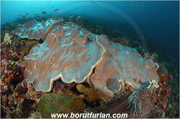 Pura, Alor, Indonesia, Lobophytum sp., Lobophytum, Alcyoniidae, Ridged leather coral, Leather coral, Coral, Anthozoa, Cnidaria, Cnidarian, Reef