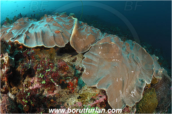 Pura, Alor, Indonesia, Lobophytum sp., Lobophytum, Alcyoniidae, Ridged leather coral, Leather coral, Coral, Anthozoa, Cnidaria, Cnidarian, Reef