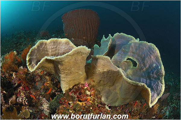 Pura, Alor, Indonesia, Callyspongia sp., Callyspongia, Callyspongiidae, Porifera, Vase Sponge, Sponge, Reef, Xestospongia testudinaria, Xestospongia, Petrosiidae, Red Barrel Sponge