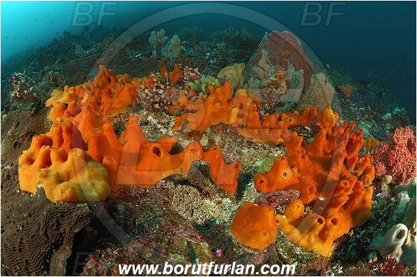 Pura, Alor, Indonesia, Orange sponge, Sponge, Porifera, Reef
