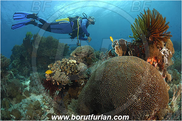 Pantar, Alor, Indonesia, Diver, Reef, Platygyra sp., Platygyra, Meandrinidae, Brain coral, Coral, Hard coral, Cnidaria, Cnidarian