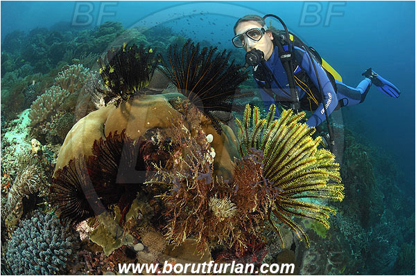 Pantar, Alor, Indonesia, Diver, Reef, Crinoid, Crinoidea, Feather star, Echinodermata, Echinoderm
