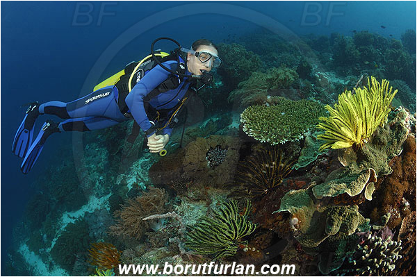 Pantar, Alor, Indonesia, Diver, Reef, Crinoid, Crinoidea, Feather star, Echinodermata, Echinoderm