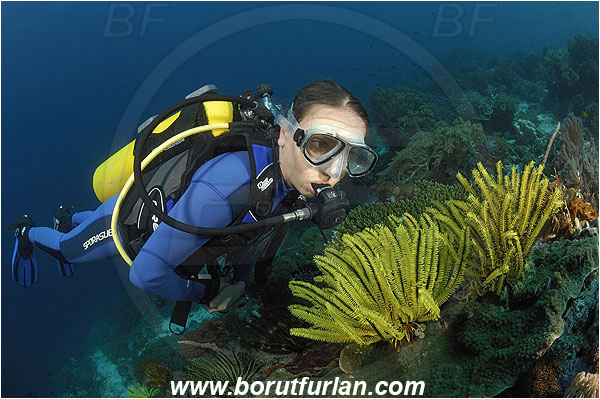 Pantar, Alor, Indonesia, Diver, Reef, Crinoid, Crinoidea, Feather star, Echinodermata, Echinoderm