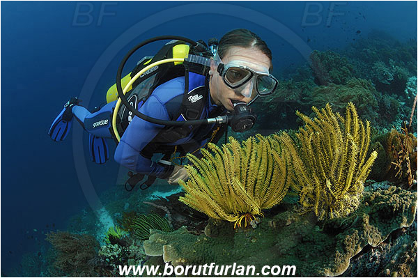 Pantar, Alor, Indonesia, Diver, Reef, Crinoid, Crinoidea, Feather star, Echinodermata, Echinoderm