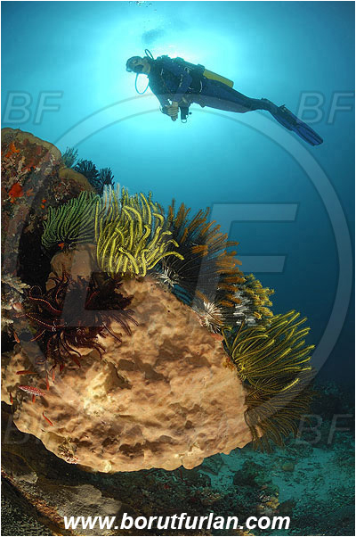Pantar, Alor, Indonesia, Diver, Reef, Crinoid, Crinoidea, Feather star, Echinodermata, Echinoderm