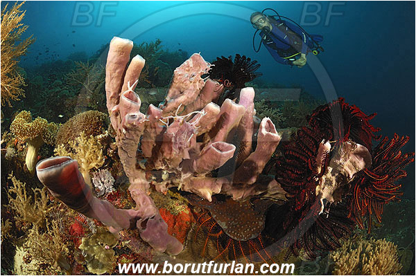 Pantar, Alor, Indonesia, Diver, Reef, Kallypilidion sp., Kallypilidion, Tube sponge, Sponge, Porifera
