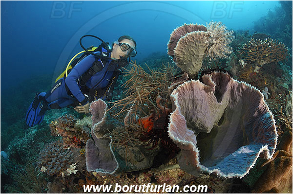 Pantar, Alor, Indonesia, Diver, Callyspongia sp., Callyspongia, Callyspongiidae, Porifera, Vase Sponge, Sponge, Reef