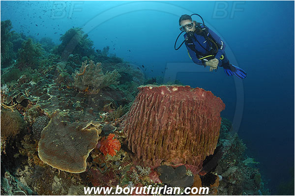 Pantar, Alor, Indonesia, Reef, Diver, Xestospongia testudinaria, Xestospongia, Petrosiidae, Red Barrel Sponge, Sponge, Porifera