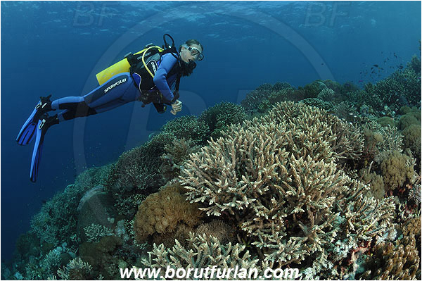 Pantar, Alor, Indonesia, Reef, Diver, Hard corals, Coral