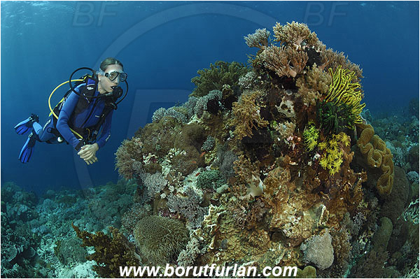 Pantar, Alor, Indonesia, Reef, Diver