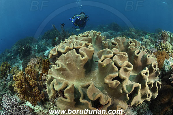 Pantar, Alor, Indonesia, Reef, Diver, Sarcophyton sp., Mushroom leather Coral, Leather coral