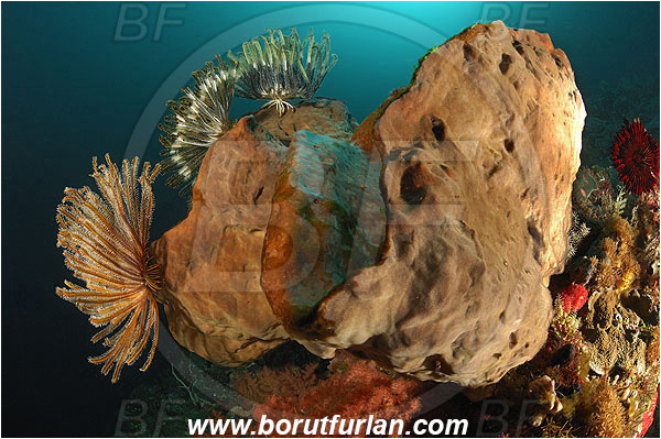 Ternate, Alor, Indonesia, Crinoid, Crinoidea, Feather star, Echinodermata, Echinoderm, Xestospongia sp., Petrosiidae, Sponge, Porifera, Reef