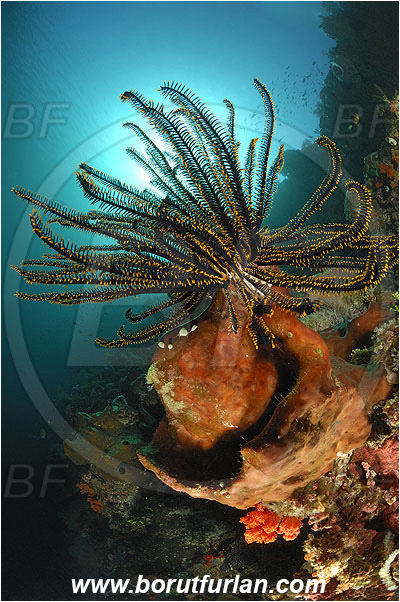 Ternate, Alor, Indonesia, Crinoid, Crinoidea, Feather star, Echinodermata, Echinoderm, Reef