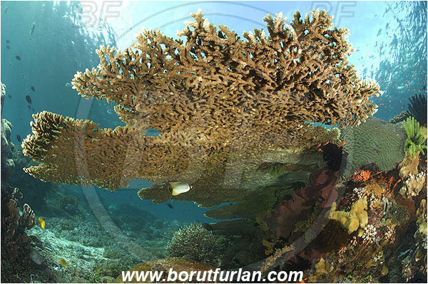 Ternate, Alor, Indonesia, Acropora hyacinthus, Acropora, Acroporidae, Table Coral, Coral, Anthozoa, Cnidaria, Cnidarian, Reef