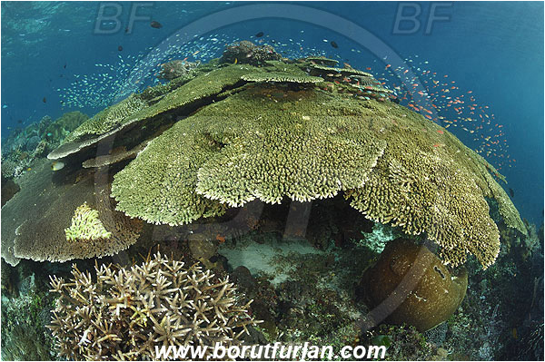 Ternate, Alor, Indonesia, Acropora hyacinthus, Acropora, Acroporidae, Table Coral, Coral, Anthozoa, Cnidaria, Cnidarian, Reef