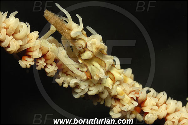 Pura, Alor, Indonesia, Xenocarcinus tuberculatus, Xenocarcinus, Epialtidae, Decapoda, Whip Coral Spider Crab, Crab, Crustacea, Crustacean