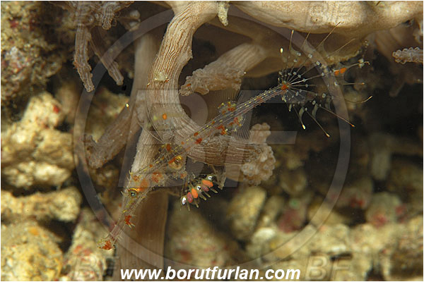 Pantar, Alor, Indonesia, Solenostomus paradoxus, Solenostomus, Solenostomidae, Harlequin Ghost Pipefish, Ornate Ghost Pipefish, Juvenile, Fish