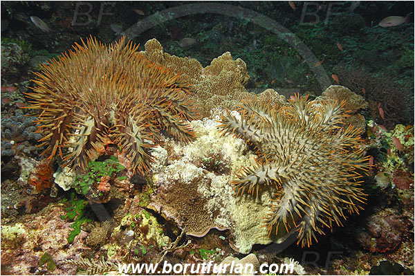 Pantar, Alor, Indonesia, Acanthaster planci, Acanthaster, Crown-of-Thorns Starfish, Acanthasteridae, Asteroidea, Echinodermata, Echinoderm