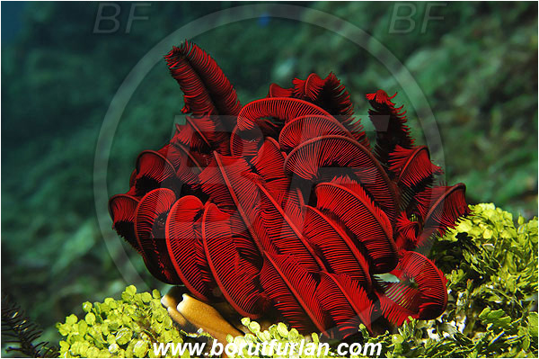 Pantar, Alor, Indonesia, Himerometra robustipinna, Himerometra, Himerometridae, Crinoidea, Crinoid, Feather star, Echinodermata, Echinoderm