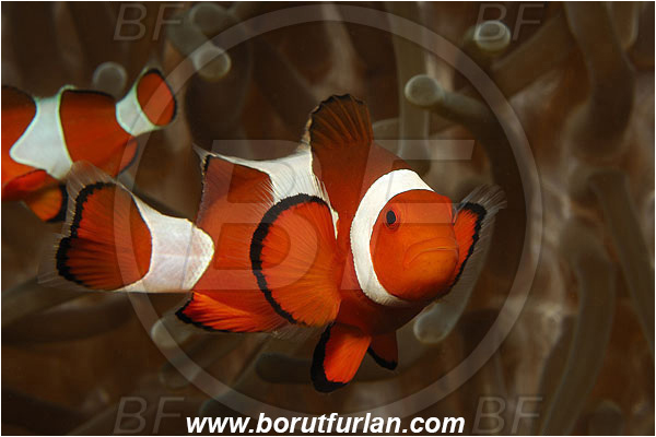 Pantar, Alor, Indonesia, Amphiprion ocellaris, Amphiprion, Pomacentridae, False Anemonefish, Anemonefish, Clownfish, Fish