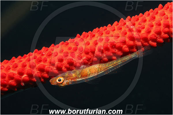 Pantar, Alor, Indonesia, Bryaninops youngei, Bryaninops, Wire coral goby, Goby, Fish, Gobiidae