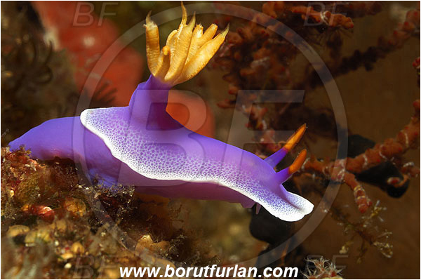 Pantar, Alor, Indonesia, Hypselodoris bullockii, Hypselodoris, Purple Nudibranch, Nudibranch, Sea slug, Chromodoridoidea, Gastropoda, Mollusca, Mollusc