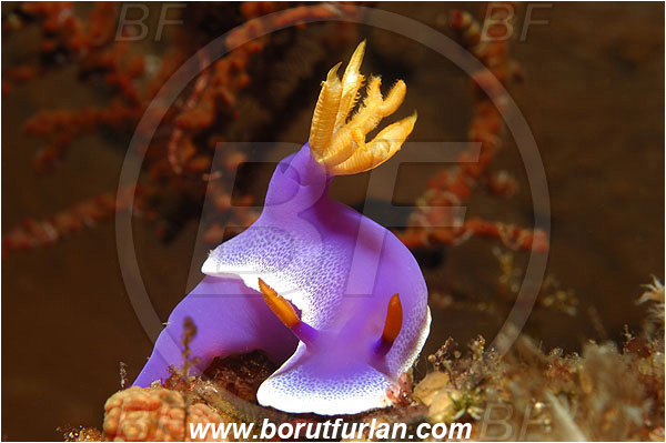 Pantar, Alor, Indonesia, Hypselodoris bullockii, Hypselodoris, Purple Nudibranch, Nudibranch, Sea slug, Chromodoridoidea, Gastropoda, Mollusca, Mollusc