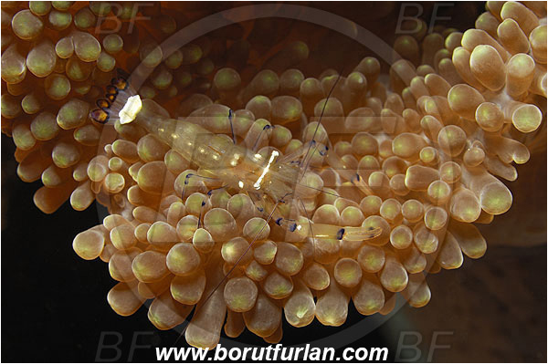 Pantar, Alor, Indonesia, Periclimenes brevicarpalis, Periclimenes, Palaemonidae, Decapoda, Anemone Commensal Shrimp, Shrimp, Crustacea, Crustacean