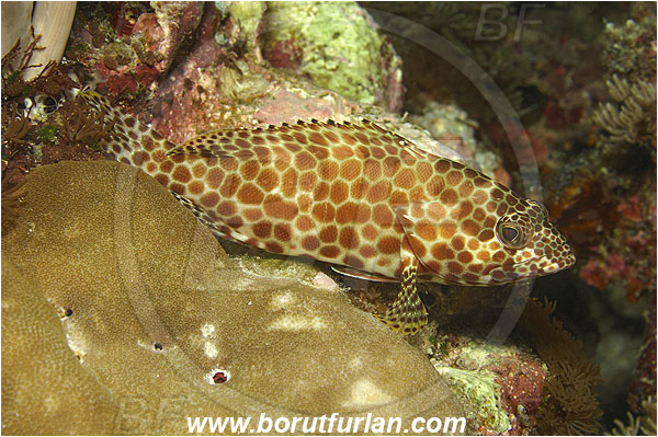 Pantar, Alor, Indonesia, Epinephelus merra, Epinephelus, Serranidae, Honeycomb grouper, Grouper, Fish