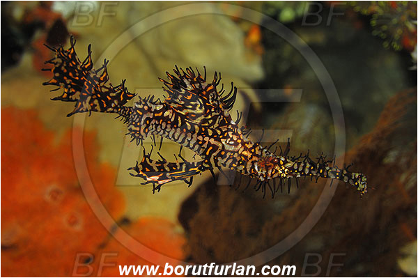 Pura, Alor, Indonesia, Solenostomus paradoxus, Solenostomus, Solenostomidae, Harlequin Ghost Pipefish, Ornate Ghost Pipefish, Fish