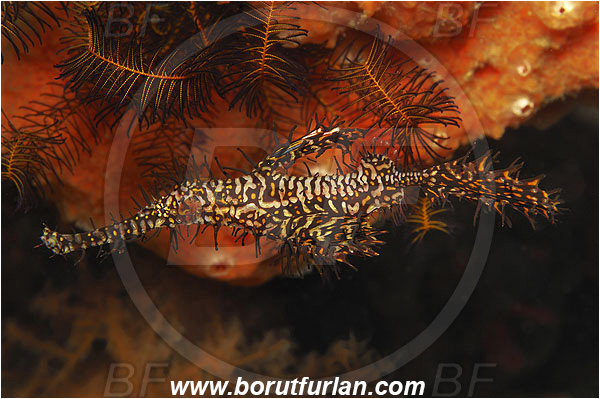 Pura, Alor, Indonesia, Solenostomus paradoxus, Solenostomus, Solenostomidae, Harlequin Ghost Pipefish, Ornate Ghost Pipefish, Fish