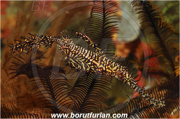 Pura, Alor, Indonesia, Solenostomus paradoxus, Solenostomus, Solenostomidae, Harlequin Ghost Pipefish, Ornate Ghost Pipefish, Fish