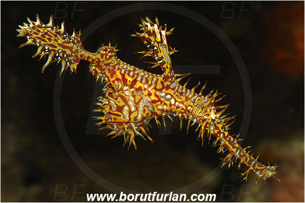 Pura, Alor, Indonesia, Solenostomus paradoxus, Solenostomus, Solenostomidae, Harlequin Ghost Pipefish, Ornate Ghost Pipefish, Fish