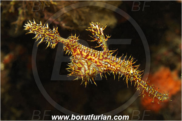 Pura, Alor, Indonesia, Solenostomus paradoxus, Solenostomus, Solenostomidae, Harlequin Ghost Pipefish, Ornate Ghost Pipefish, Fish