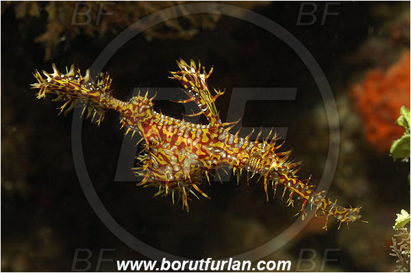 Pura, Alor, Indonesia, Solenostomus paradoxus, Solenostomus, Solenostomidae, Harlequin Ghost Pipefish, Ornate Ghost Pipefish, Fish