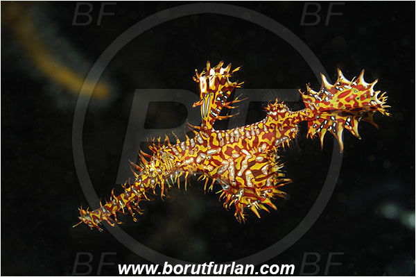 Pura, Alor, Indonesia, Solenostomus paradoxus, Solenostomus, Solenostomidae, Harlequin Ghost Pipefish, Ornate Ghost Pipefish, Fish