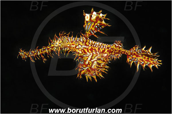 Pura, Alor, Indonesia, Solenostomus paradoxus, Solenostomus, Solenostomidae, Harlequin Ghost Pipefish, Ornate Ghost Pipefish, Fish