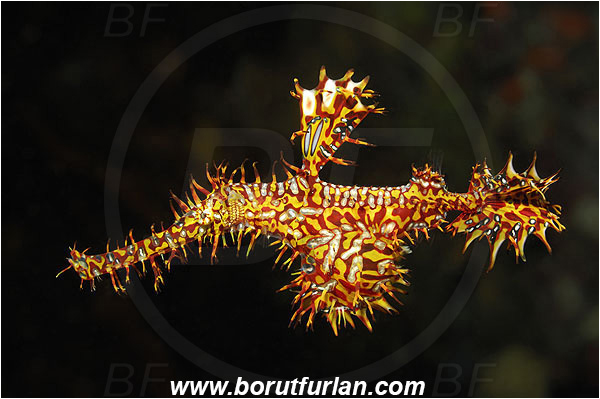 Pura, Alor, Indonesia, Solenostomus paradoxus, Solenostomus, Solenostomidae, Harlequin Ghost Pipefish, Ornate Ghost Pipefish, Fish