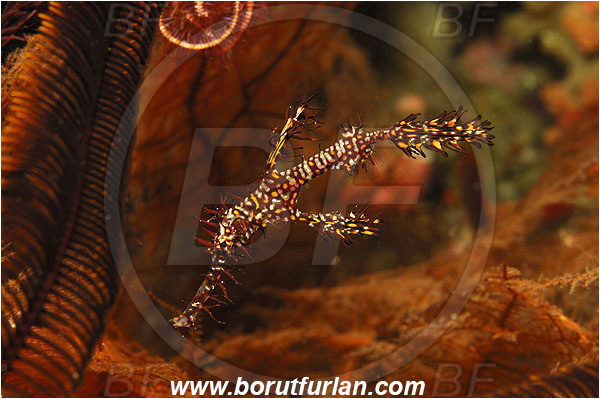 Pura, Alor, Indonesia, Solenostomus paradoxus, Solenostomus, Solenostomidae, Harlequin Ghost Pipefish, Ornate Ghost Pipefish, Fish