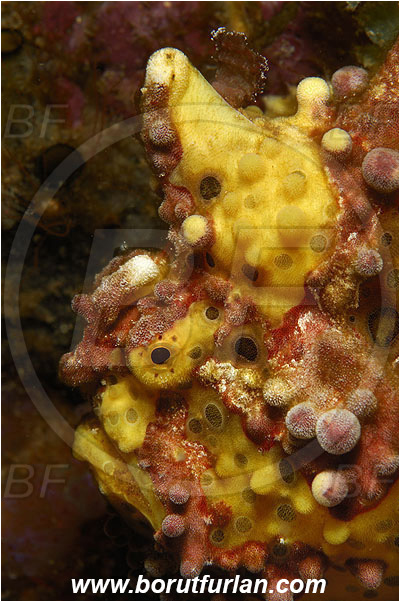 Pura, Alor, Indonesia, Antennarius maculatus, Antennarius, Warty frogfish, Frogfish, Fish, Antennariidae, Portrait