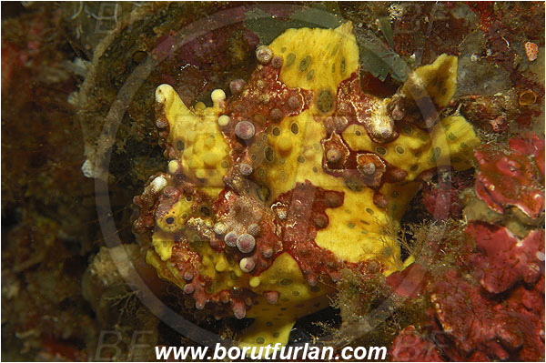 Pura, Alor, Indonesia, Antennarius maculatus, Antennarius, Warty frogfish, Frogfish, Fish, Antennariidae