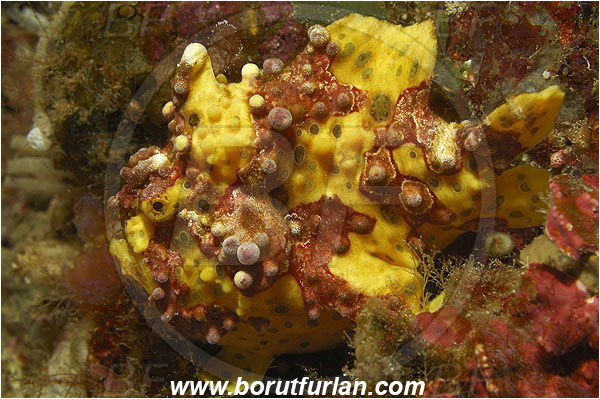 Pura, Alor, Indonesia, Antennarius maculatus, Antennarius, Warty frogfish, Frogfish, Fish, Antennariidae