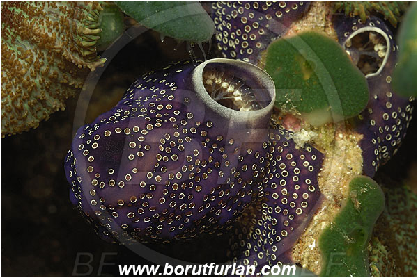 Pura, Alor, Indonesia, Sea squirt, Tunicata, Tunicate, Unidentified